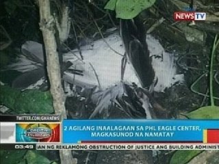 BP: 2 agilang inaalagaan sa Phl Eagle Center sa Davao City, magkasunod na namatay