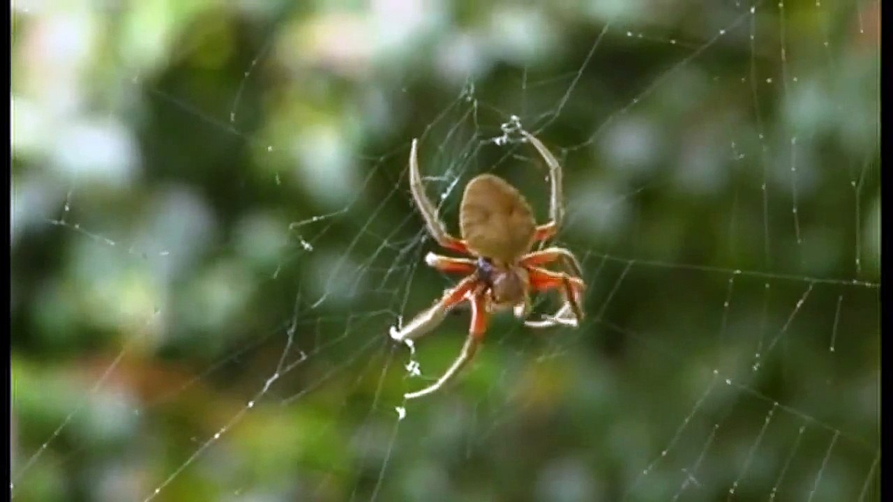 Spider (Animal)