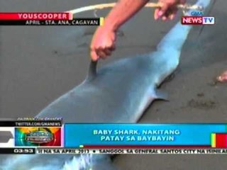 BP: Baby shark, nakitang patay sa baybayin sa Cagayan