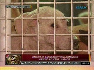 24 Oras: Mahigit 60 asong muntik na umanong gawing azucena, nasagip
