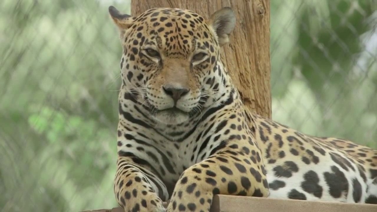 Roaring big cats