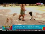 BP: Kambing sa North Cotabato, kinagigiliwan dahil parang aso raw kung umasta