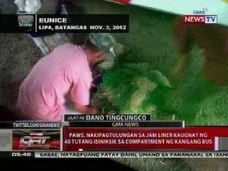 QRT: PAWS, nakipagtulangan sa Jam Liner kaugnay ng 40 tutang isiniksik sa compartment ng bus