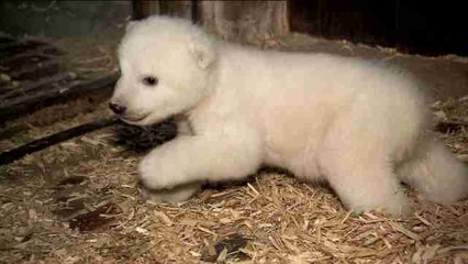 Examinan por primera vez al osezno polar nacido en un zoo de Berlín