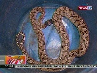 BT: 9 na talampakang sawa, nahuli malapit sa isang bahay sa Caloocan