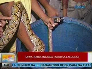 UB: Sawa, nahuli ng mga tanod sa Caloocan
