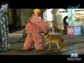Extra Challenge:  Challengers sinubok ang extra tapang sa extra bangis na mga aso (Episode 5)