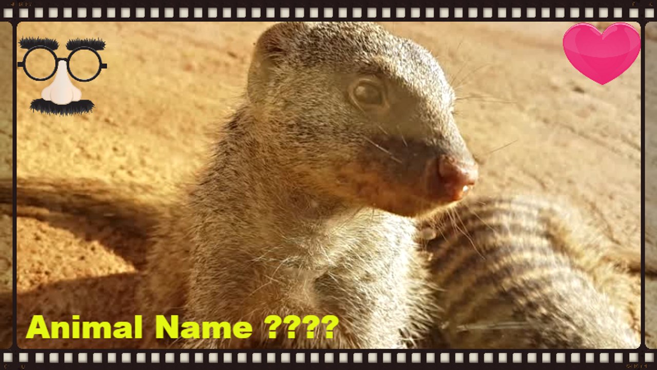 What's The Name Of This Animal Please ??????????