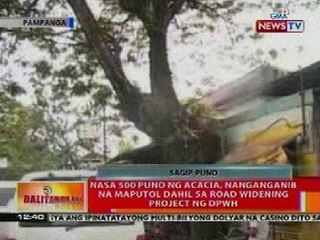 BT: 500 puno ng Acacia sa Pampanga, nangangamba na maputol dahil sa road widening project ng DPWH