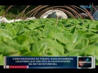 Saksi: Ilang magsasaka ng tabako, nangangambang lalo pang liliit ang kita