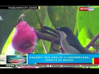 BP: Endemic Red-Keeled Flowerpecker, nakita sa Bohol