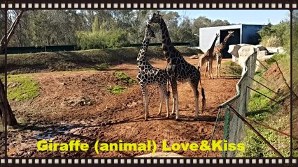 Top Animals Giraffe :-) giraffe (animal) Love & kisses  2017