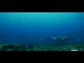Born to be Wild: Rare footage of migratory rays