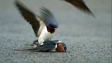 Occo Mahabad Kî Kê