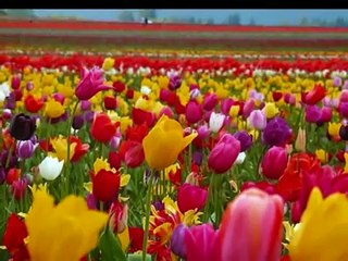 Occo Mahabad tu bibe dêlika min