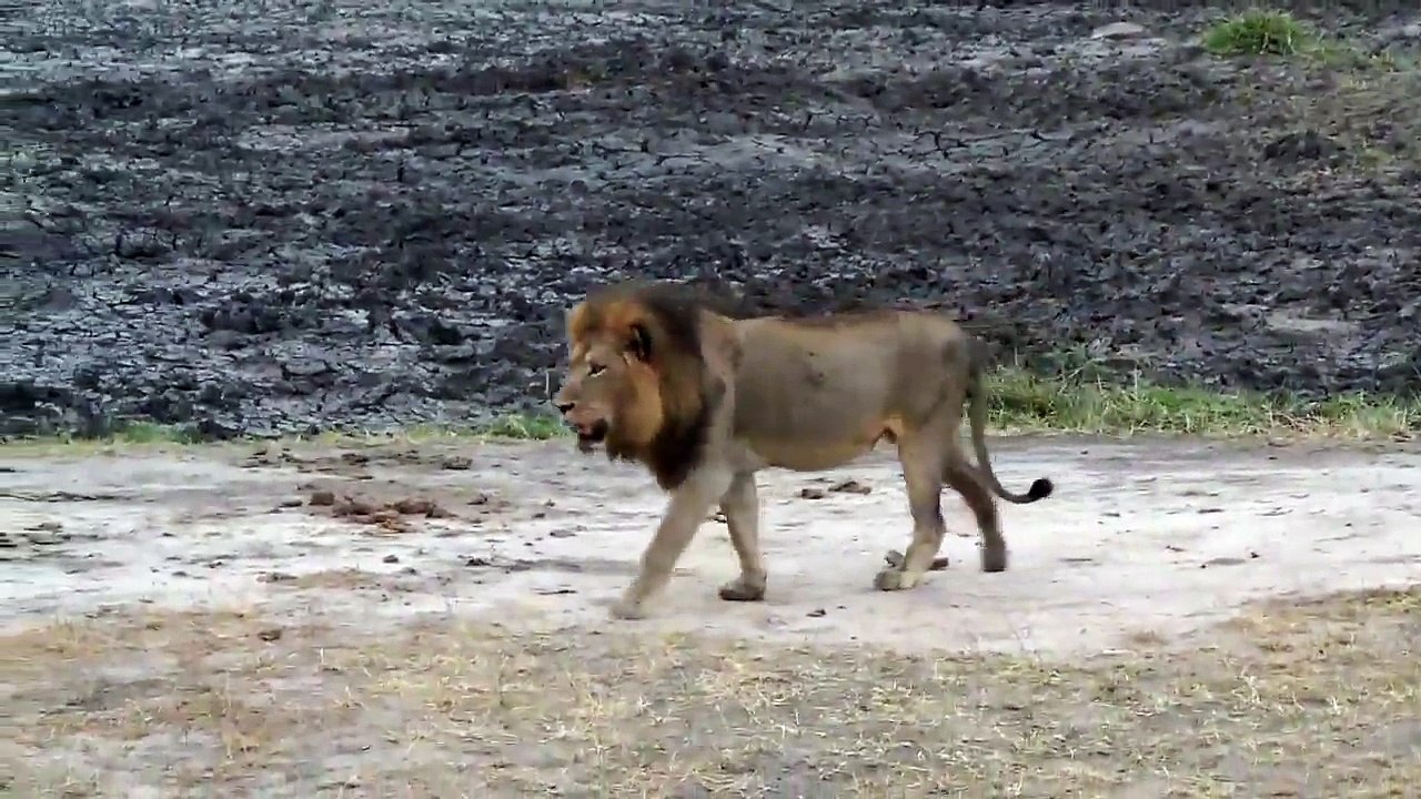 Panthera leo (Lion) and Panthera tigris (Tiger)