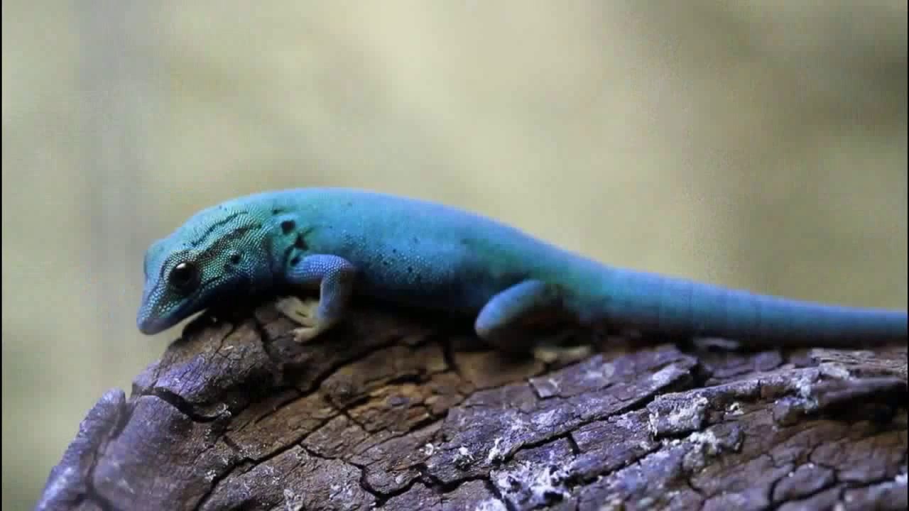 Reptile (Animal)