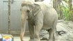 UB: Elepante sa Manila Zoo, gustong ipadala sa Thailand dahil sa mapanganib daw ang kalagayan nito