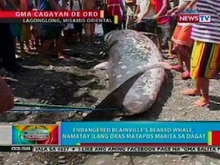 BP: Balyena, namatay ilang oras nang makita sa dagat