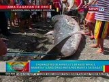 BP: Balyena, namatay ilang oras nang makita sa dagat