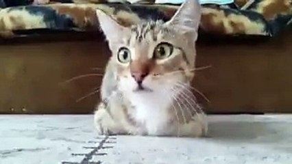 cat watching horror  movie