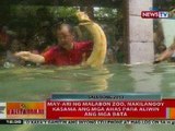 BT: May-ari ng Malabon Zoo, nakilangoy kasama ang mga ahas para aliwin ang mga bata