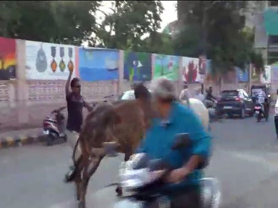 Bull Fight Kills Man, Weak Heart People Stay Away!!