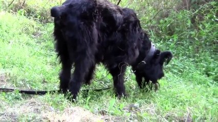 Download Video: Afghan Hound, Giant Schauzer, Monkey Terrier, and Black Russian Terrier