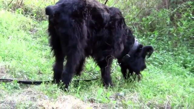 Afghan Hound, Giant Schauzer, Monkey Terrier, and Black Russian Terrier