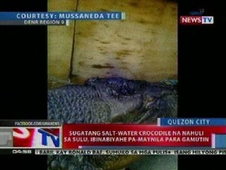 NTL: Sugatang salt-water crocodile na nahuli sa Sulu, ibinabiyahe pa-Maynila para gamutin