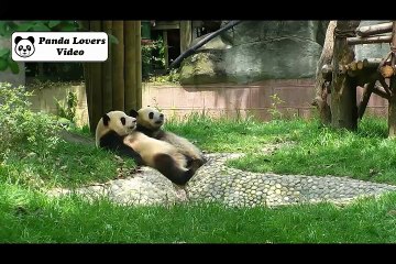 A lot of pandas means a lot of happiness