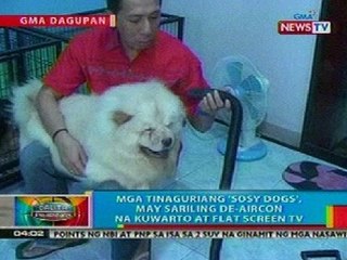 BP: Mga aso ng isang Dagupeño, namumuhay nang sosyal!