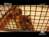 Born to be Wild: Sumatran tigers, the endangered predators