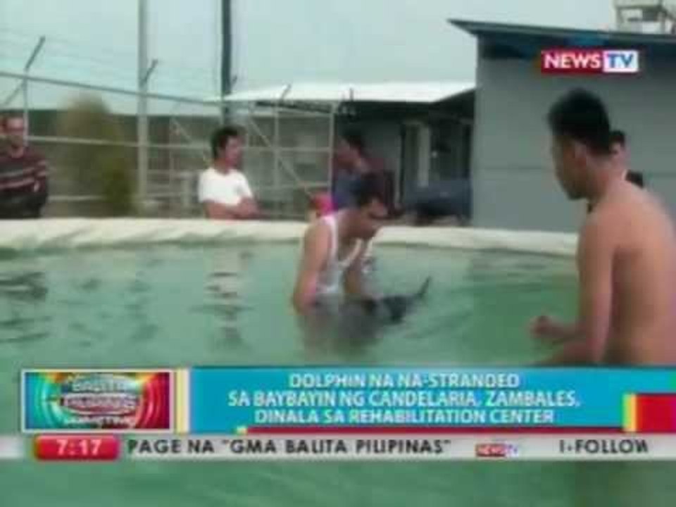 BP: Dolphin na na-stranded sa baybayin ng Candelaria, Zambales, dinala sa rehabilitation center