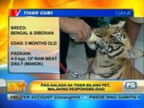 UH: Pag-aalaga sa tiger bilang pet, malaking responsibilidad