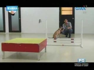 Health tips for pets