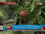 BP: Pagkasira ng mga pananim na strawberry sa Benguet, ikinababahala ng mga magsasaka