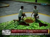 24 Oras: Pillbox, sumabog sa may palma hall sa U.P. Diliman; 2 sugatan