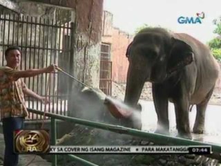 24 Oras: Panukalang ilipat si "Mali" sa Thailand, aprubado ng House Committee on Natural Resources
