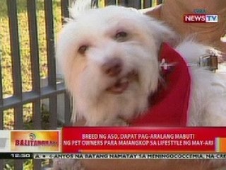 BT: Breed ng aso, dapat pag-aralang mabuti ng pet owners para maiangkop sa lifestyle ng may-ari