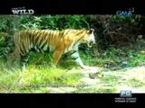 Born to be Wild: A Sumatran tiger cub, caught on camera