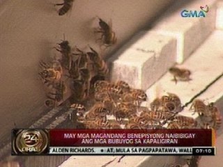 24 Oras: Mga bubuyog, umaatake lang kapag nagagambala sila, ayon sa mga eksperto