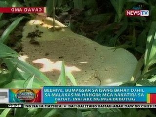 BP: Mag-anak sa Davao City, inatake ng mga bubuyog; 1 patay
