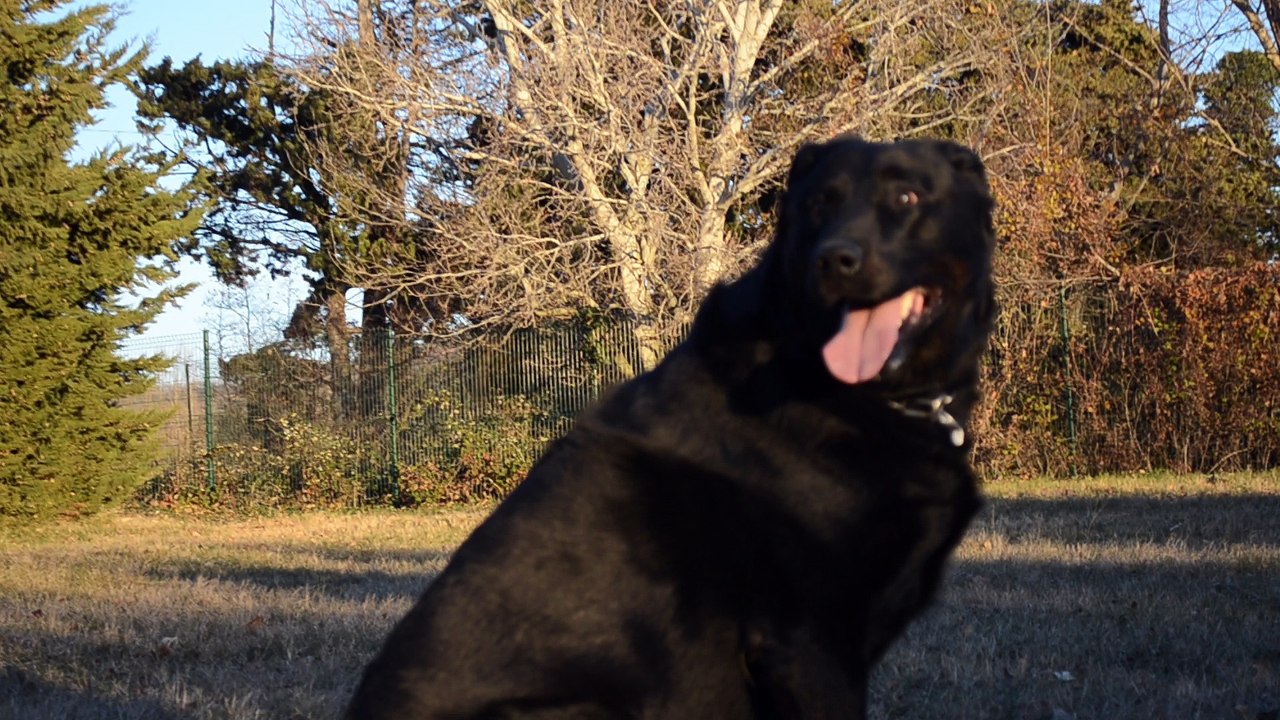 Berger de Beauce - Beauceron Gros Gabarit - Genzo du Mas des Vaillants à l'élevage de la Plaine d'Astrée - Bas-Rouge