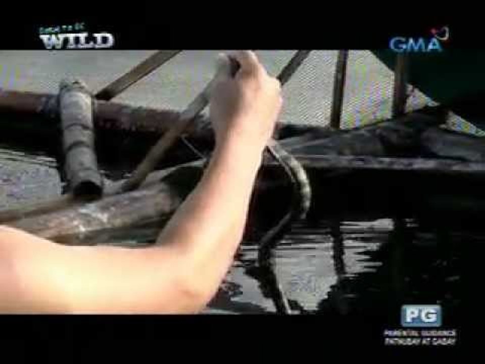 Born to be Wild: Taal's Water Snakes