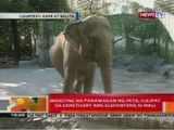 BT: Maigting na panawagan ng PETA, ililipat sa sanctuary ang elepanteng si Mali