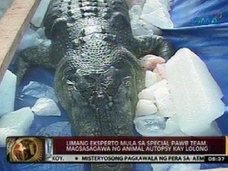 24 Oras: Limang eksperto mula sa special PAWB Team, magsasagawa ng animal autopsy kay Lolong