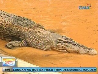 UB: Buwayang si Lolong, namatay sa hindi pa malamang dahilan
