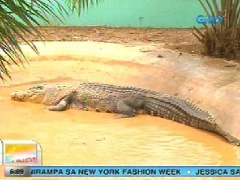 UB: Panayam kay Dr. Collantes, Veterenarian, Davao Crocodile Farm kaugnay sa pagkamatay ni Lolong