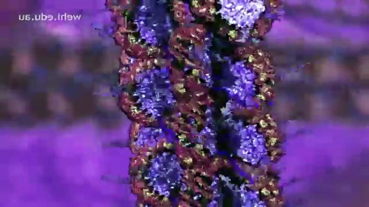 DNA Replication Animation